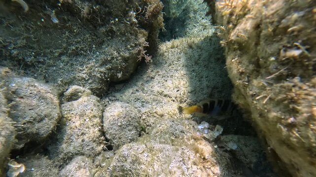 Close-up of Painted Comber reef fish (Serranus scriba) with stripes and blue belly patch swimming between rocks. Perfect for marine biology, diving, snorkeling, and underwater wildlife footage.
