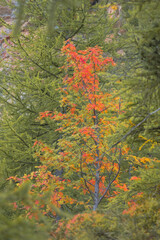 Fall colored leaves, Autumn season