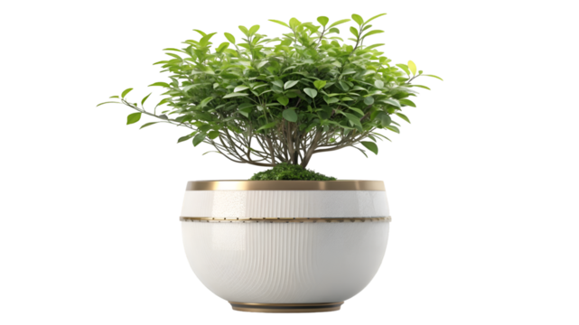 Green plant in a white and gold pot with vertical lines isolated on transparent background