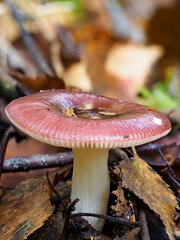 A Brittlegill Mushroom, Russula, possibly R.emetica or R. rosea in the Leaf litter of a Broad leaved Woodland in North East Scotland.