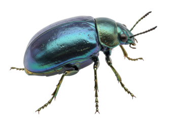 Isolated iridescent ground beetle insect on neutral backdrop, detailed macro close up shot