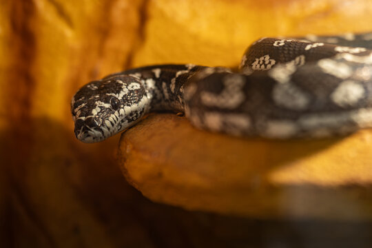 A close-up of the head of a Diamond Python (Morelia spilota) snake.
