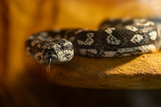 A close-up of the head of a Diamond Python (Morelia spilota) snake.
