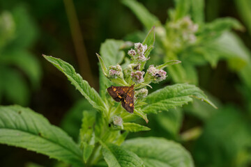 A Mint Moth (Pyrausta aurata) butterfly on a plant with green leaves.
