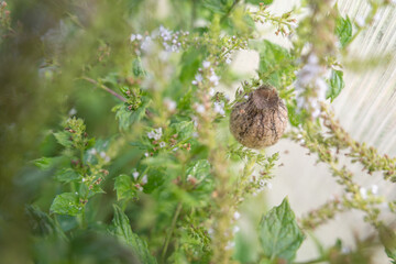 An egg sac of a wasp spider (Argiope bruennichi) hidden among the leaves of a wild mint plant.
