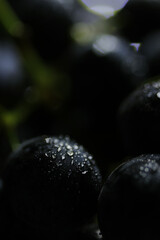 Fresh black grapes close up, organic fruit, healthy food