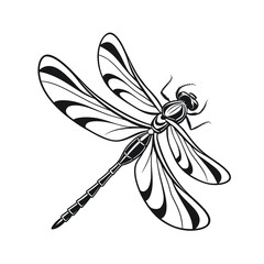 dragonfly on a white background