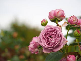 植物　９月の花