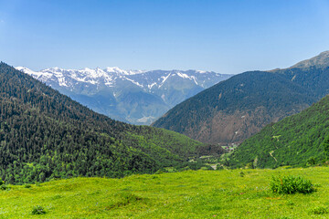 Fototapeta premium Field of green grass illuminated by the sun. Gorge between mountains covered with forest. Snow capped mountain ranges in the background