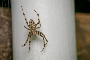 A European garden spider (Araneus diadematus) on its web in front of a white pipe.

