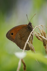 A Small Heath butterfly (Coenonympha pamphilus) sitting on a plant stem outdoors in nature.
