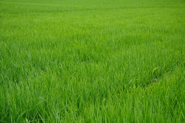Fototapeta premium Vibrant lush green rice paddy meadow in rural Indian farmland
