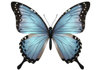 Isolated morpho butterfly with outstretched wings, insect with blue and black pattern