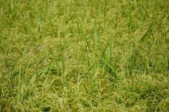 Patch of Green and Yellow Rice Plants