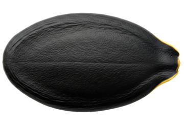 Single black squash seed on a transparent background