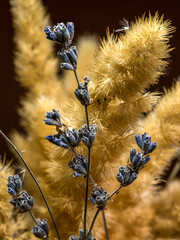 Fluffy Golden Grasses with Lavender on a Dark Background