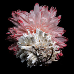 Still Life with Pink Chrysanthemum and Murex Shell