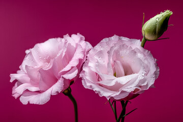 Pink Lisianthus Flowers and a Bud