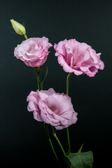 Pink Lisianthus Flowers and Bud on Dark Green