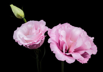 Pink Lisianthus Flowers and Bud on Black
