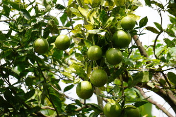 Sweet Lime Branch Laden with Green Citrus Cluster