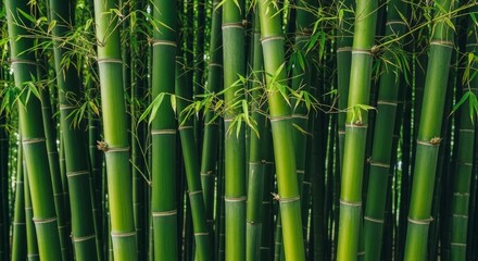 Fototapeta premium Lush Bamboo Stems with Fresh Green Leaves in a Dense Bamboo Grove