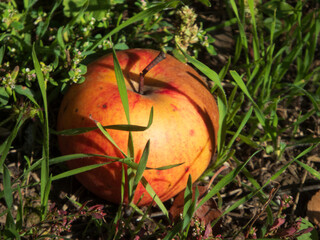 Ripe Apple Resting in Green Grass