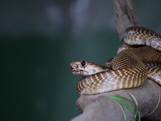 Majestic King Cobra Coiled on Branch – Wildlife Photography from India