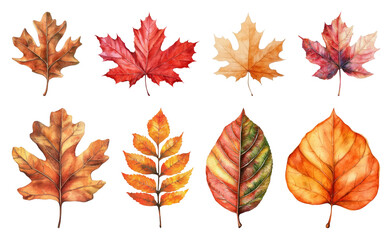 Fototapeta premium Colorful autumn leaves illustration.
