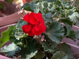 Vibrant red geranium flower blooming in a garden planter with lush green leaves