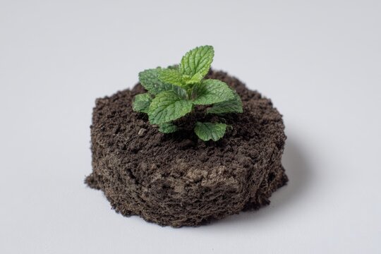 Fototapeta Fresh Mint Plant Growing in Rich Soil with Neutral Background Perfect for Gardening and Nature Related Themes