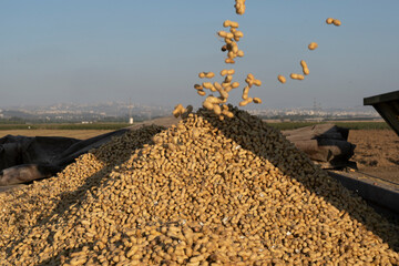 Bountiful Harvest: Freshly Picked Peanuts Being Collected During Agricultural Harvesting	