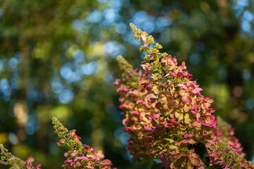 Różowe kwiaty hortensji w parku w Goczałkowicach.  © Elżbieta Kaps