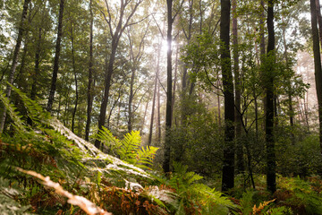 Leśny krajobraz wczesną jesienią, Śląsk Goczałkowice. © Elżbieta Kaps