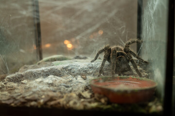 Dark large spider with a water dish in a terrarium full of cobwebs.
