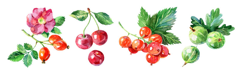 Rosehip, cherry, red currant, gooseberry. Hand drawn watercolor painting isolated illustration of berries © pim