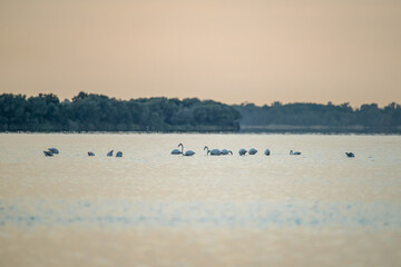 Naklejka premium Flamingoes at dawn pastel colors in middle of water pond Biguglia in Corsica near Bastia Tall grasses on the background