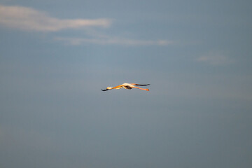 Obraz premium flying Flamingo at dawn pastel colors in middle of water pond Biguglia Corsica near Bastia Tall grasses on background