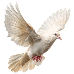 Obraz premium White dove in flight isolated on transparent background
