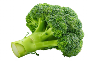 Freshly harvested broccoli head displayed against a clean and simple transparent background