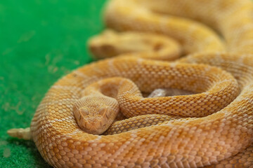 Beautiful western rattlesnake on a green carpet – albino form.

