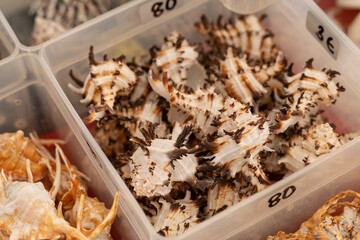 Empty sea snail shells in a box for sale.
