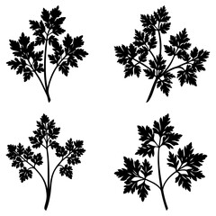 Obraz premium Four black silhouette images of leafy parsley plants arranged on a white background in a square format