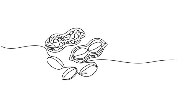 Abstract Walnut Beans Peanuts, Self drawing animation one continuous line draw, logo, Fresh delicious groundnut concept for edible seeds icon. Full length single line animation, Hand-drawn minimalist.