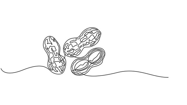 Abstract Walnut Beans Peanuts, Self drawing animation one continuous line draw, logo, Fresh delicious groundnut concept for edible seeds icon. Full length single line animation, Hand-drawn minimalist.