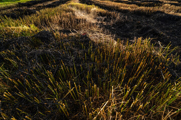 view landscape of burning of straw in the agricultural harvested rice field with dry stalks and burnt patches in Asia country agriculture harvest Thailand.