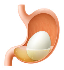Human Stomach with egg. The stomach digests boiled chicken egg. A stomach filled with healthy food. Proper nutrition. Realistic 3d Vector illustration. Food digestion process illustration