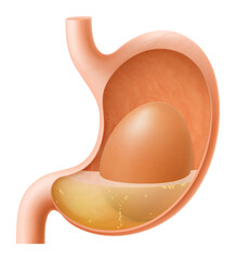 Human Stomach with egg. The stomach digests boiled chicken egg. A stomach filled with healthy food. Proper nutrition. Realistic 3d Vector illustration. Food digestion process illustration