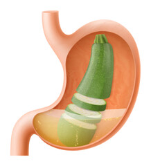 Human Stomach with zucchini, The stomach digests zucchini. A stomach filled with healthy and wholesome food. Proper nutrition. Realistic 3d Vector illustration. Food digestion process illustration