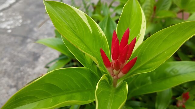 Beautiful Red Ginger Buds and Fresh Green Foliage in Nature